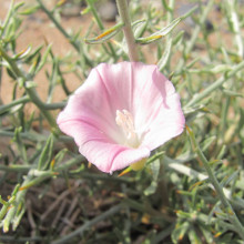 Convolvulus ammannii