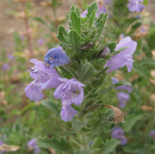 Dracocephalum foetidum