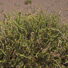 Ephedra przewalskii