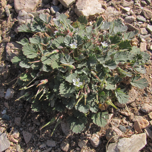 Erodium sp.