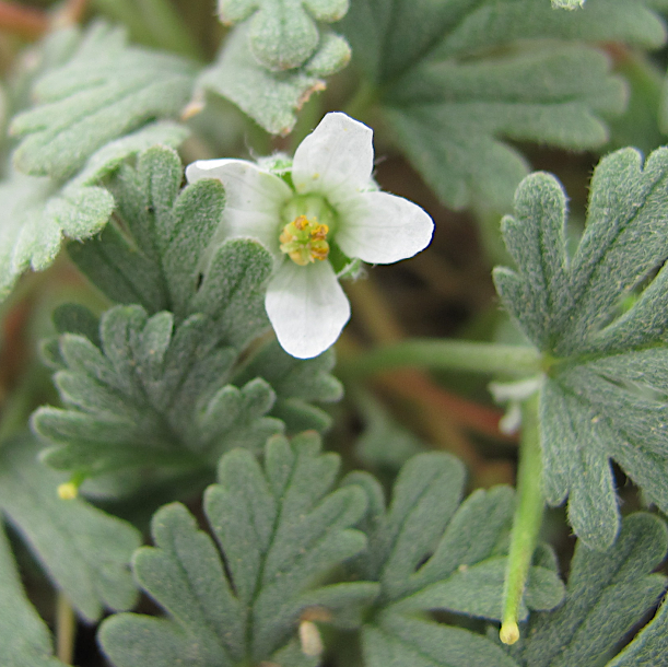 Erodium sp.