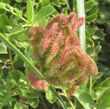 Glycyrrhiza uralensis