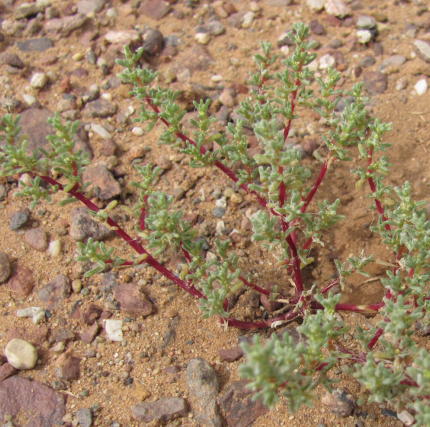 Halogeton glomeratus