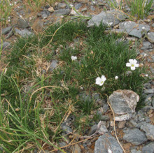 Linum salsoloides
