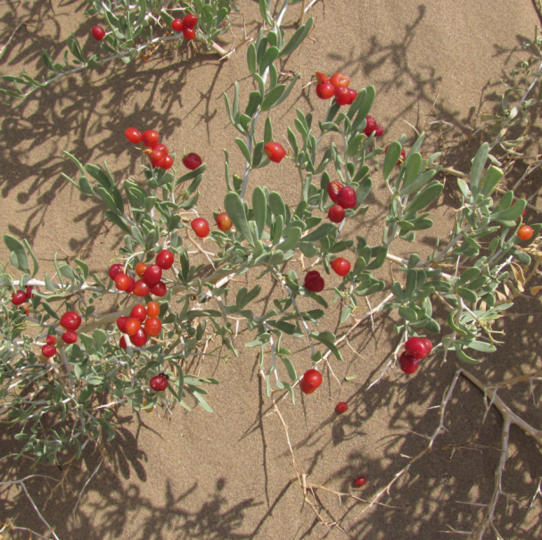 Nitraria sp.