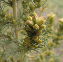 Neopallasia pectinata