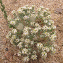 Ptilotrichum canescens