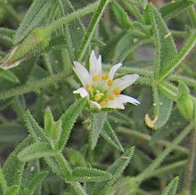 Stellaria sp.