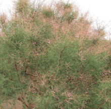 Tamarix sp.