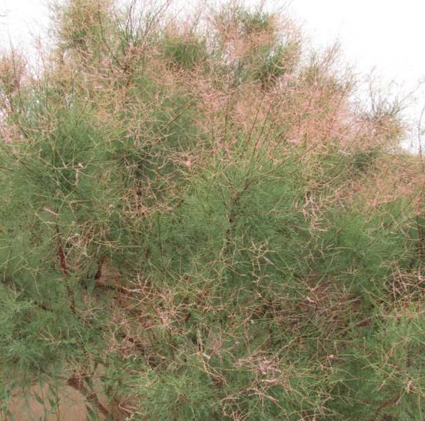 Tamarix sp.