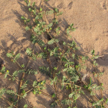 Tribulus terrestris