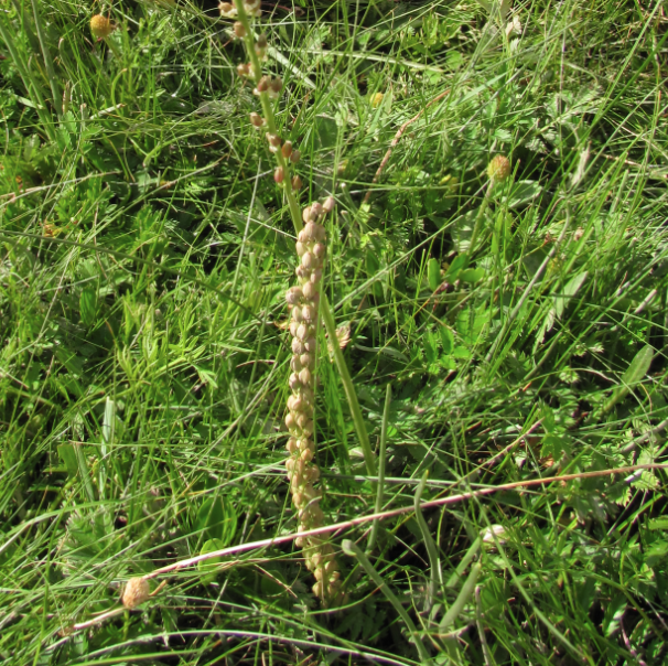 Triglochin maritima