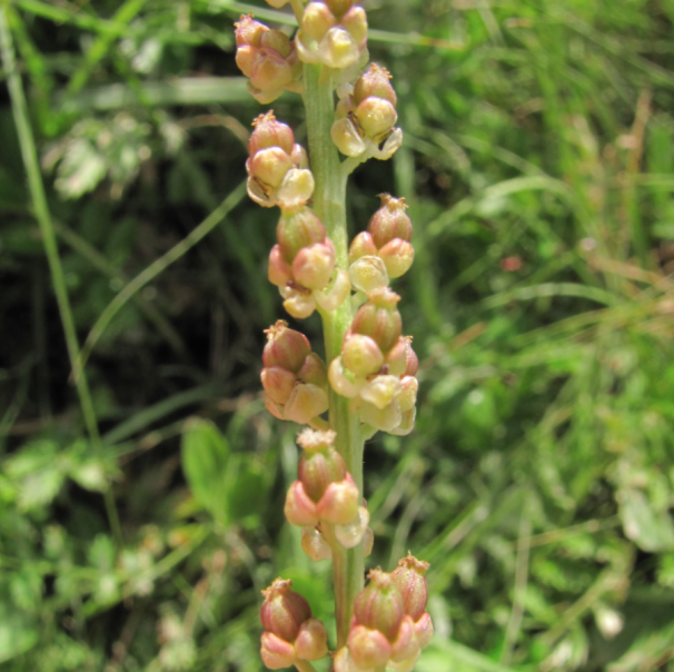 Triglochin maritima