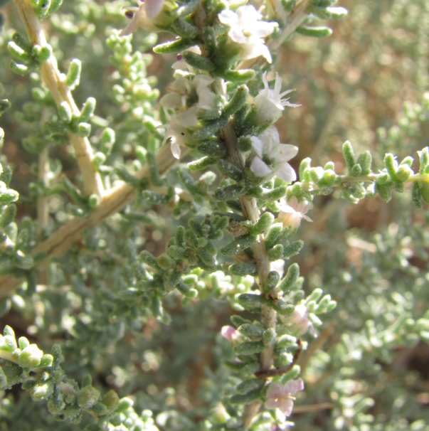 Zygophyllum album