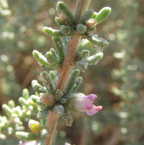 Zygophyllum album