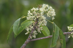 Acronychia trifoliata