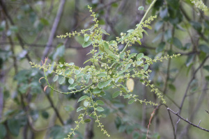 Berchemia