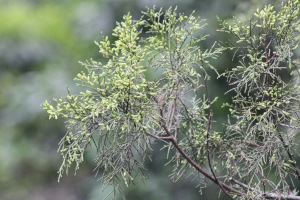Dacrycarpus