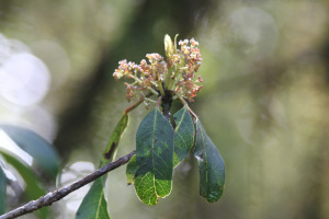 Daphniphyllum griffithianum