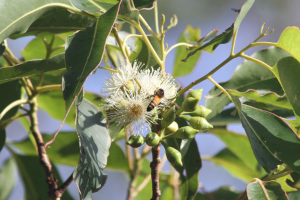 Eucalyptus urophylla