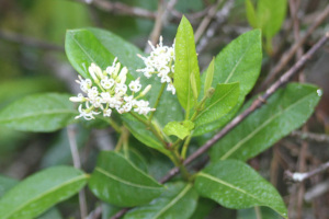 Ixora