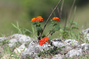 Lantana camara