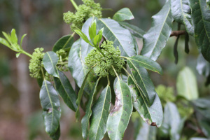 Litsea