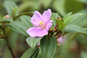 Melastoma malabathricum