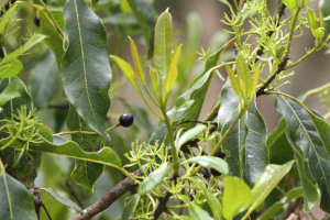 Olea