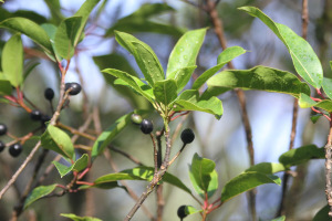 Olea