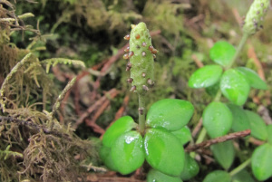 Peperomia tetraphylla
