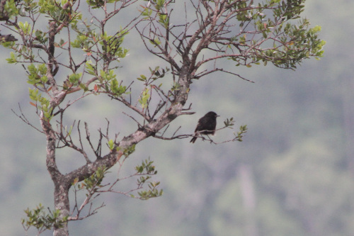 Saxicola caprata