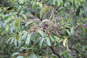 Schefflera