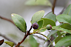 Syzygium