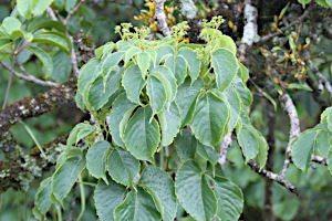 Vitaceae