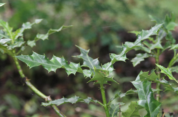 Acanthaceae