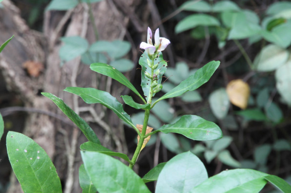 Acanthaceae