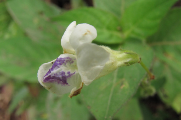 Acanthaceae