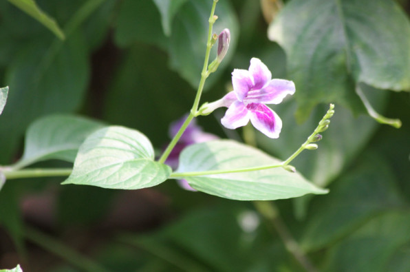 Acanthaceae