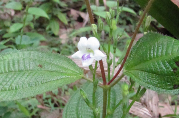 Acanthaceae