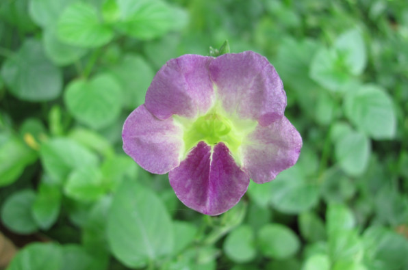 Acanthaceae