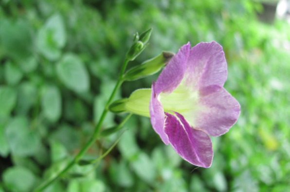 Acanthaceae