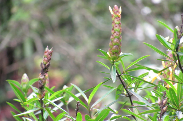 Acanthaceae