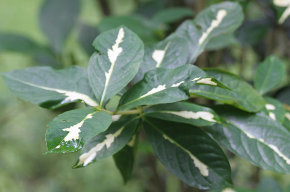 Acanthaceae