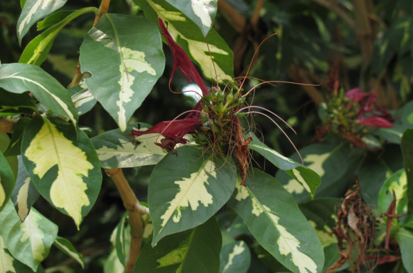 Acanthaceae