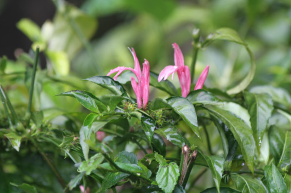 Acanthaceae