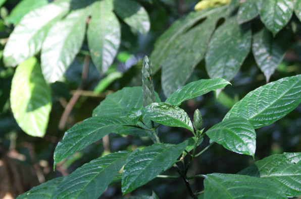 Acanthaceae