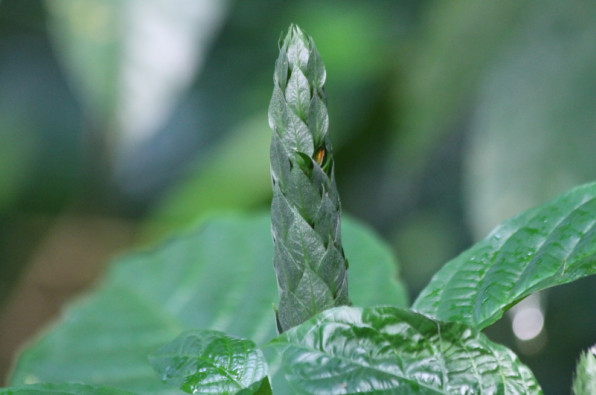 Acanthaceae