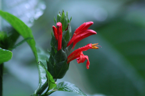 Acanthaceae