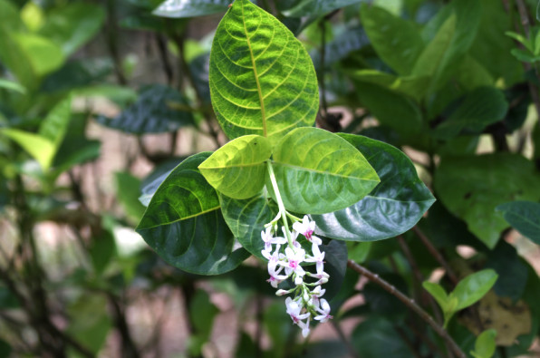 Acanthaceae